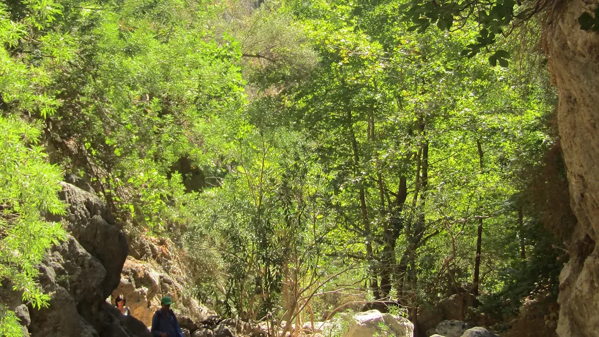 Βραχώδης μονοπάτι που περιβάλλεται από πυκνά καταπράσινα δέντρα και ηλιόλουστους βράχους στο φαράγγι της Αγίας Ειρήνης, Κρήτη
